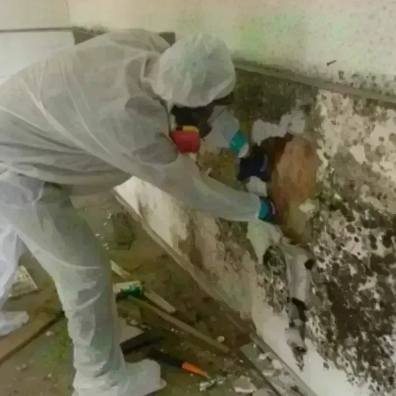 Mold Remediation and Removal in Waverly, IL